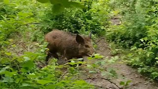 Srpski Trobojni Gonič Obuka Na Divlju Svinju Training Dogs On Wild Boar