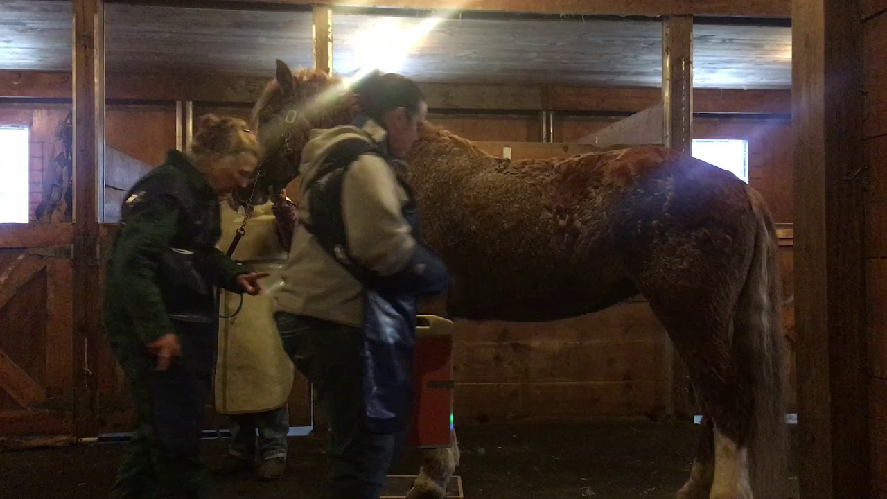 Skill 44 Equine Radiograph Positioning YouTube