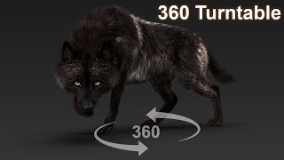 Black Timber Wolf Rigged 360 turntable | 3D animation | Maya Arnold | CG Creature artist #stynsour