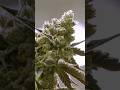 #cannabis  Cosa accade quando la assumiamo al nostro organismo? E che ruolo ha il calore?
