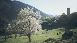 地球の音、君の声