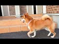 二ヶ月ぶりの再会　胸踊る柴犬