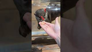 Owner Feed Little Otter shorts