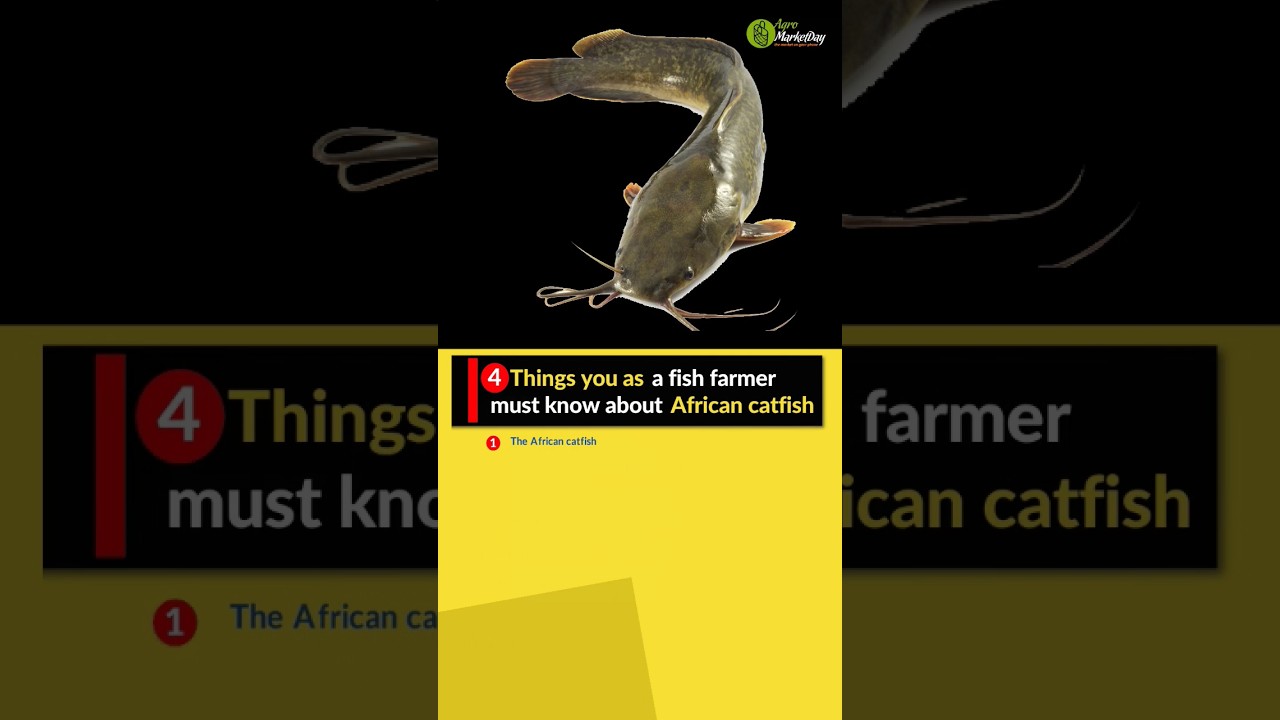 #4 Things about African Catfish you Must Know || Fish Farming More : www.agromarketday.com/trainings