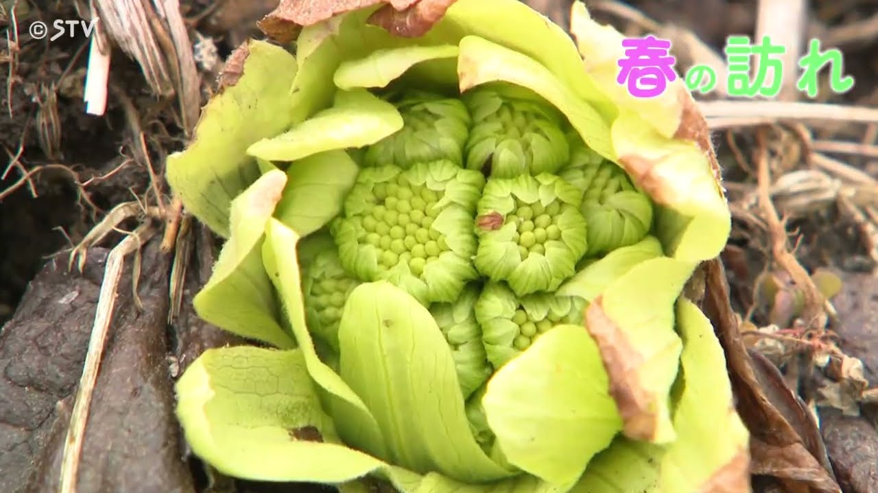 春の訪れを告げるフキノトウ　道南・函館市でふっくら！