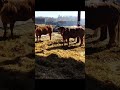#animales #animals #vacas #ganaderia #ganaderias #ganadería