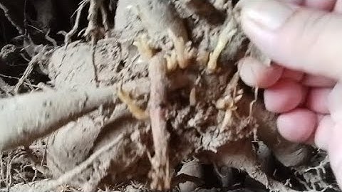 Cung Cấp Củ Giống Hoa Thược Dược