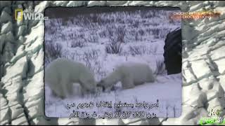 Caught In The Act 4 Polar Bears Fighting