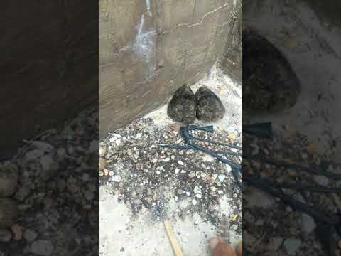 Anak Burung Nazar Youtube