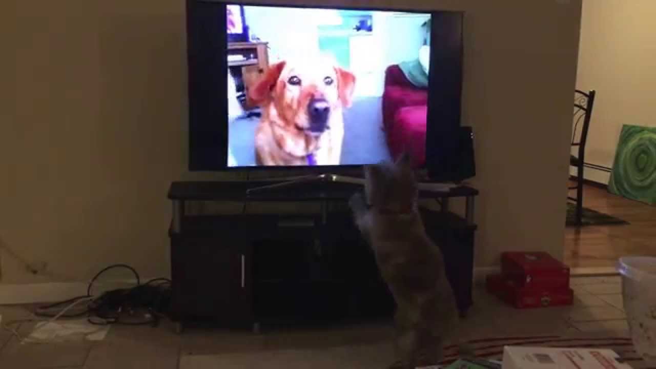 Dog barks at dogs on tv YouTube