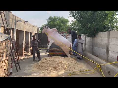 Angry Bull Unloading | Fateh Jang Bull | Qurbani 2022