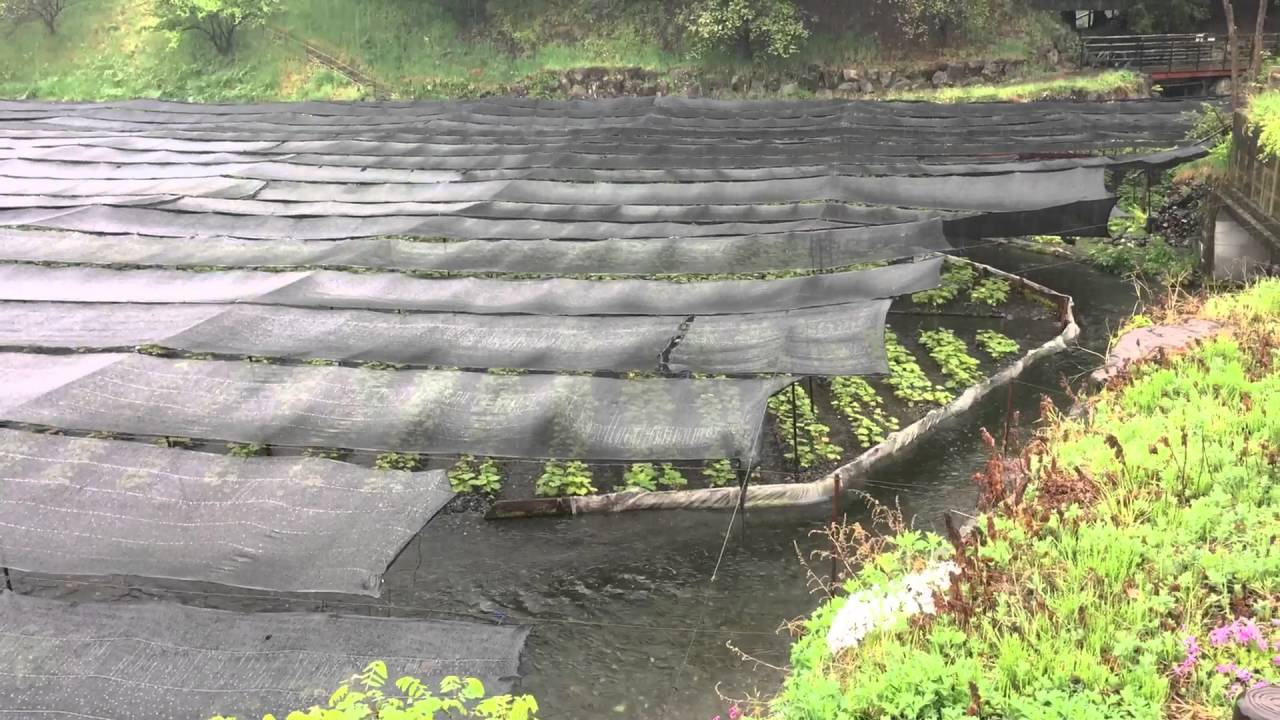 世界一大王山葵農場美景超過想像 Youtube