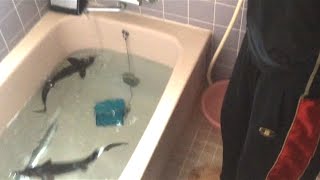 友達にサメが泳ぐお風呂に3DSを水没させられた。
