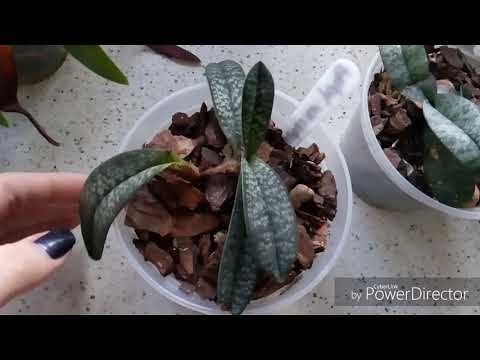 Video: Orkidévård
