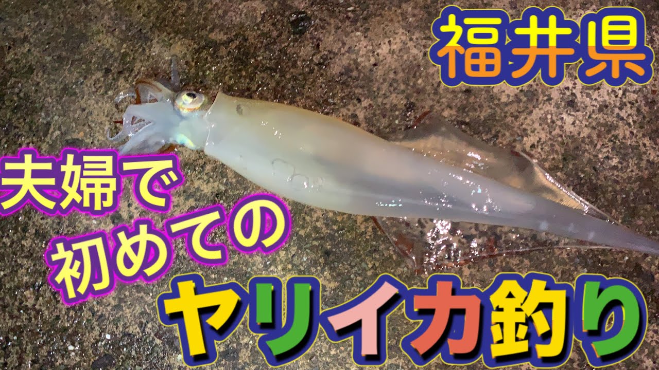 福井県 夫婦で初めてヤリイカ釣りに挑戦 塩漬けささみ絶好調 Youtube 福井県 夫婦で初めてヤリイカ釣りに挑戦 塩漬けささみ絶好調 Youtube