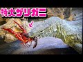 ザリガニをバキバキと噛み砕いて食べるオオトカゲが可愛い。