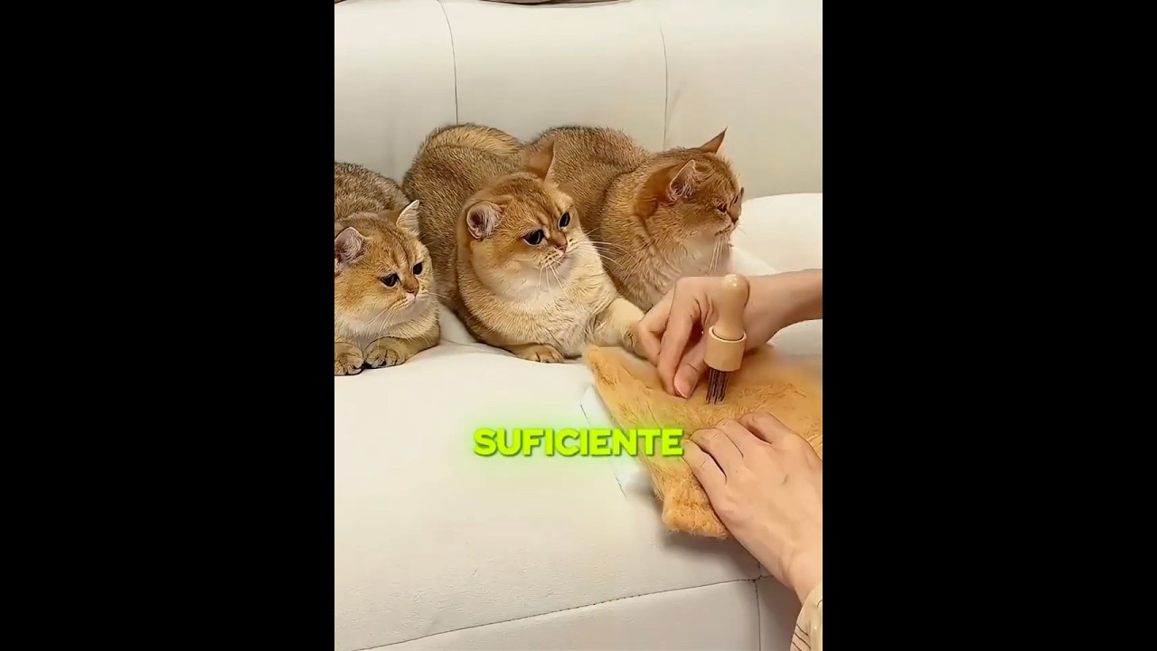 El pelo de los gatos se volvió un sombrero