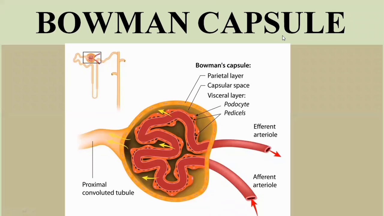 renal-corpuscle-glomerulus-and-bowman-s-capsule-glomerular