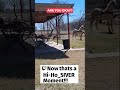 Horse Bolts Out of Nowhere! #shorts #horse