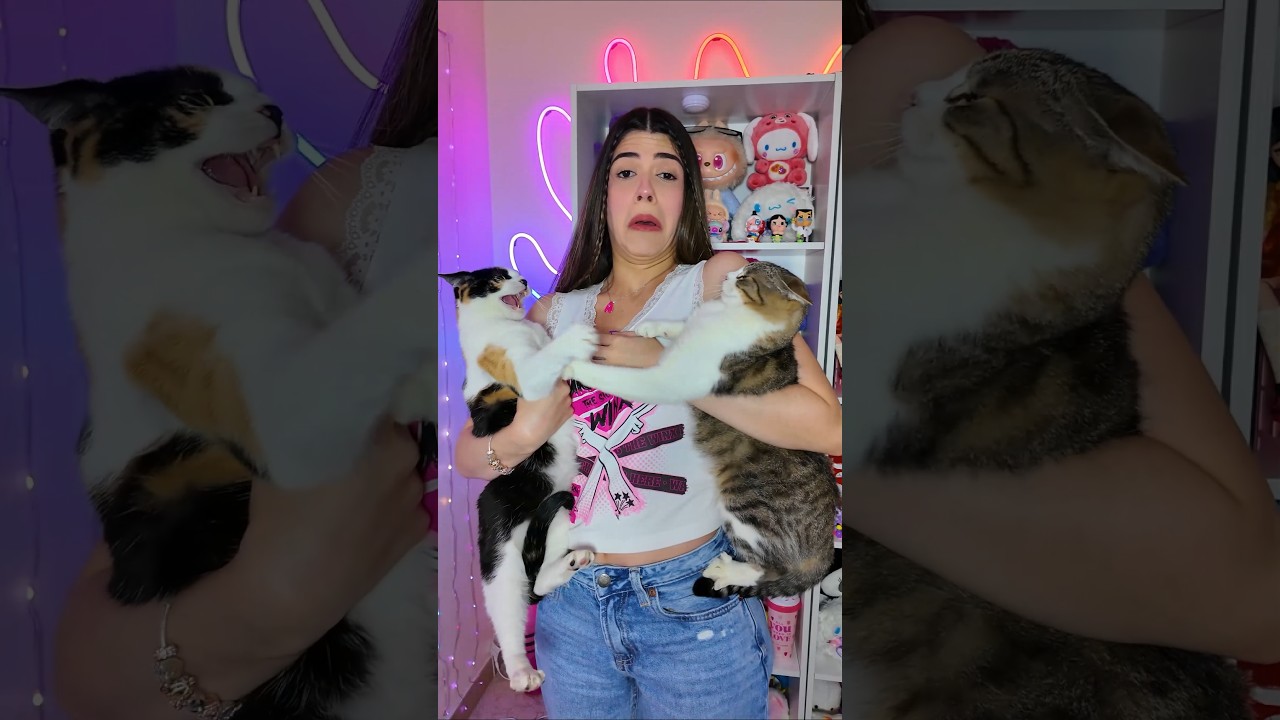 LILO odia a mi NUEVA GATITA BEBÉ🫣😰