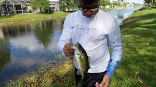 Fishing with highroller lures!!