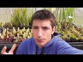 Carniplant-Plantas carnívoras-Caracterización de Dionaea muscipula 