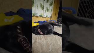 2024年5月12日 by pug boston terrier bros. 36 views 9 days ago 1 minute, 15 seconds
