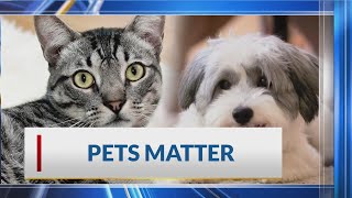 Pet health: Preparing for euthanasia