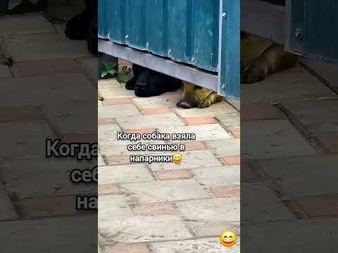 Свинопёс ждёт🤣 #смешноевидео#юмор#ржач#смех #lol#ржака #приколы#весело #funny#дом#собака#свинья#лол