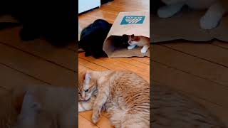 Cats on nip! #crazycats #nip #aldi