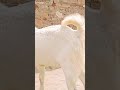 Sulliya goat farm goatfarm shorttrendingshorts virelshorts goat toptrending