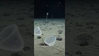 These Aren t Plants on the Abyssal Plain