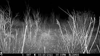 Bluff Lake Nature Center Game Cam Footage of a Cottontail Rabbit