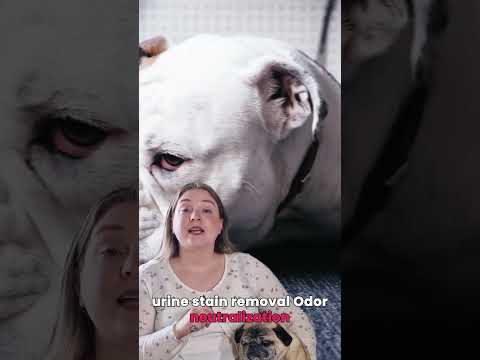 Why Pet Odors Keep Coming Back? The Odor Is Underneath.