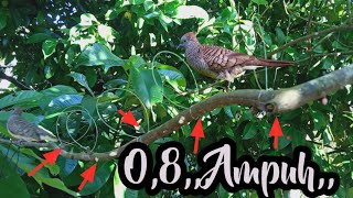 Jebakan Perkutut Dengan Tali Pancingdanuh Antiboncosgalih Bg