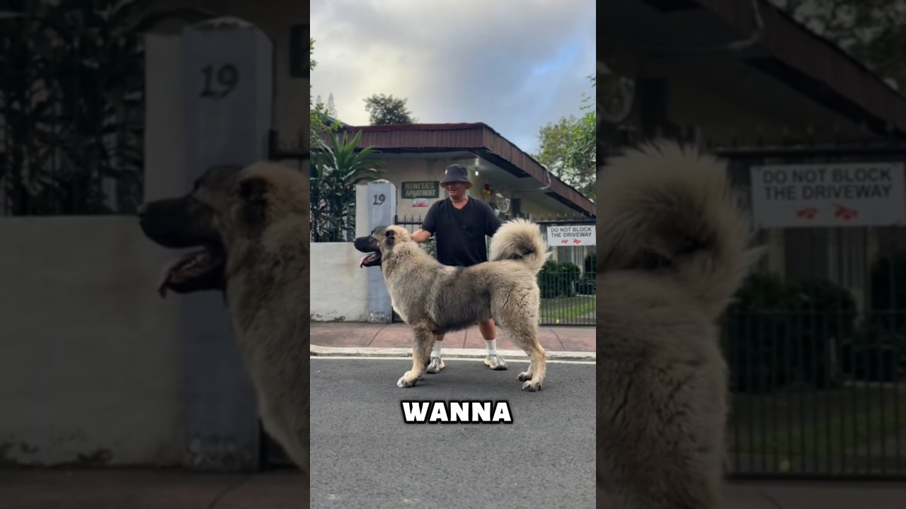 Meet the Adorable Caucasian Shepherd 🐶 #cute #animals #shorts
