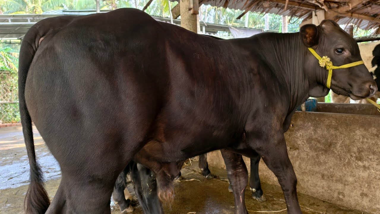 SĐT: 0393443007, Lô Bò BBB, KEM ĐẸP 14/1/2026 Trại Bò Bảy Phán Mỏ Cày Bắc, Bến Tre