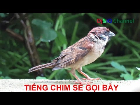 Video Tiếng chim sẻ gọi bầy cực hay ???? TIẾNG CHIM SẺ GỌI ĐÀN... - youtube