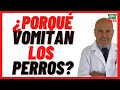 Porque Vomitan los Perros 🔴 Causas y Tipos de Vómito, Blanco, Amarillo, Verde 🔴 Espumoso en Perros