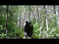 GardePro Trail Camera - Mama bear "V" walking down the log away from my camera.