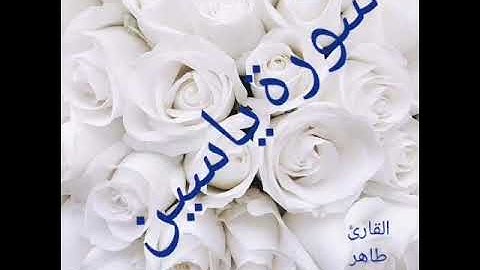 سورة ياسين للقارئ طاهر شيرزاد