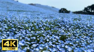 【4K】Japan Nemophila | Hitachi Seaside Park | JAPAN TOUR