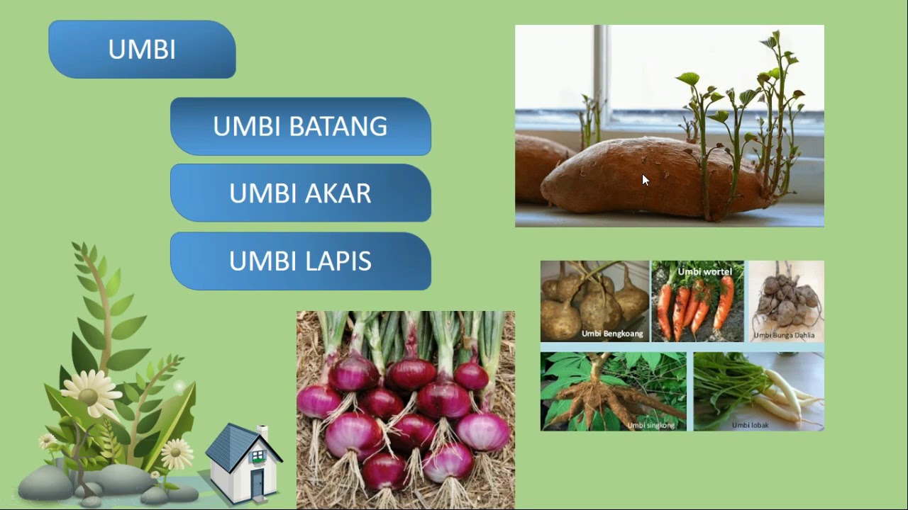 Perkembangbiakan Vegetatif pada Tumbuhan Angiospermae - YouTube