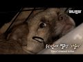 개농장에서 구조된 강아지가 입양되지 못한 충격적 이유ㅣThe Shocking Reason Why A Dog From A Dog Farm Couldn't Be Adopted