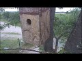 Web camera Scops Owl, Poda Reserve /Онлайн камера - чухал, ПЗЦ "Пода"