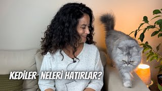 Kediler neleri hatırlar⁉️ by Kedi Lolayla 9,257 views 6 months ago 5 minutes, 46 seconds