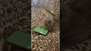 Kitten Capers : Tiny Paws on the Move so funny     #cat #comedy #funny
