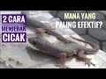 2 cara mudah menangkap cicak dengan jumlah banyak