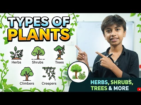 Types of plant full chapter