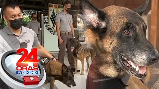 Nagretirong military dogs ng PSG, ginawaran ng medalya | 24 Oras Weekend